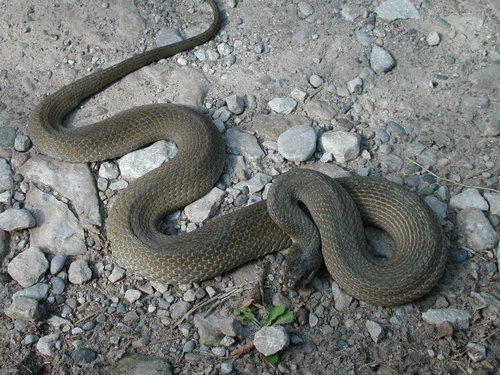 Lake Erie water snake